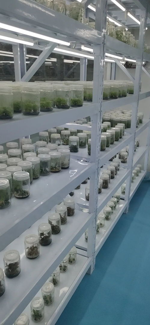 智慧农业新标杆 中农富兴打造开封爱思嘉农业嘉年华植物工厂与组培室